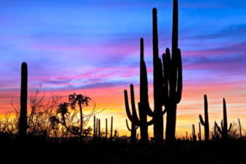 Cactus silhouette over Arizona desert