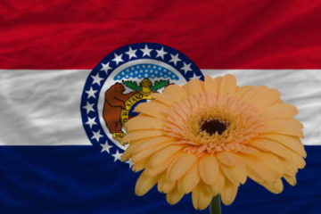 gerbera daisy flower and flag of us state of missouri