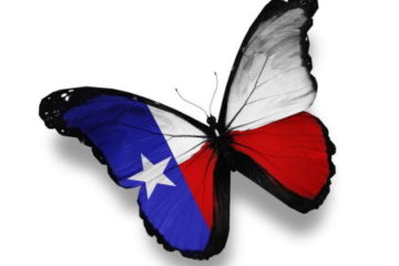 Butterfly with Texas flag colors on wings